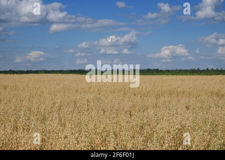 Cielo blu su un vasto campo di avena matura. Terreno agricolo. Zona pittoresca. OAT campi di cereali con cielo blu in una soleggiata giornata estiva prima della vendemmia. Foto Stock