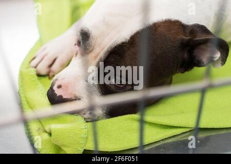 il cane si sta riprendendo dopo l'anestesia i la gabbia a. la clinica veterinaria Foto Stock