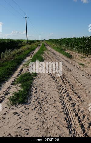 Strada sterrata tra i campi di mais in una giornata di sole. Pali di linee elettriche lungo la strada. Cingoli del trattore su terreno. Foto Stock