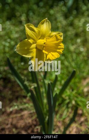 Un unico daffodil tutto giallo completamente aperto con fogliame verde primo piano in una giornata di sole in primavera Foto Stock