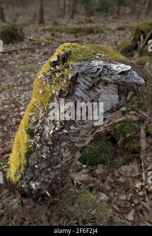 Vecchio ceppo di betulla pieno di muschio e funghi in tarda luce del sole, Baviera, Germania Foto Stock