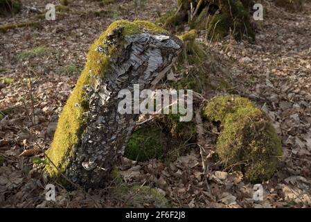Vecchio ceppo di betulla pieno di muschio e funghi in tarda luce del sole, Baviera, Germania Foto Stock