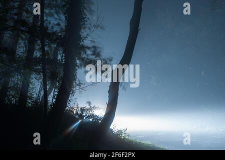 fari auto, incandescenti e indietro che illuminano gli alberi in una notte di nebbia spooky in una foresta Foto Stock