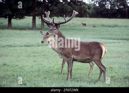 Red Deer Stag e Hind in bosco Foto Stock