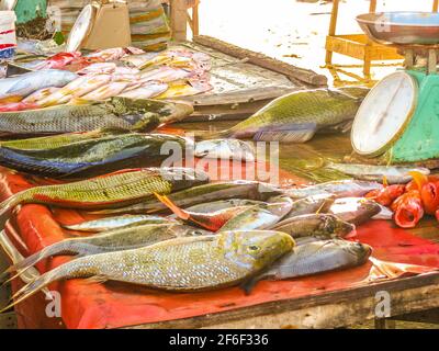 Primo piano dei pesci sul mercato del pesce Foto Stock