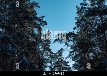 pini alti contro il cielo blu, copia spazio Foto Stock