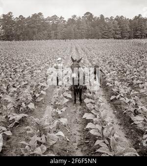 Mettere nel tabacco. Shoofly, Carolina del Nord. 1939. Fotografia di Dorotea Lange. Foto Stock