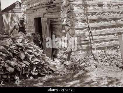 Mettere nel tabacco dopo il lavoro di mattina. Shoofly, Carolina del Nord. 1939. Fotografia di Dorotea Lange. Foto Stock