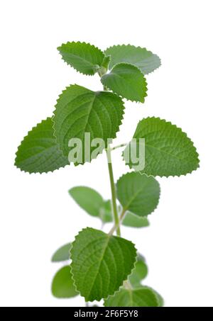 Borragine indiane ( Plectranthus amboinicus ) erbe aromatiche medicinali isolate su sfondo bianco. Foto Stock