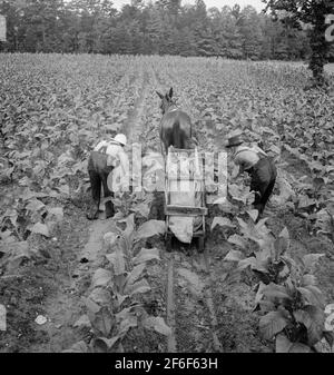 Campo di tabacco in mattina presto dove sharecropper bianco e lavoratore salariale sono il tabacco priming. Shoofly, Carolina del Nord. 1939. Fotografia di Dorotea Lange. Foto Stock