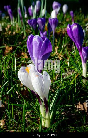 Croci bianchi e violetti in giardino durante la primavera calda Foto Stock