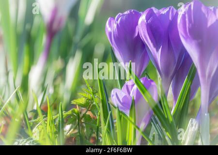 Croci viola fresche e morbide nella primavera iniziale Foto Stock