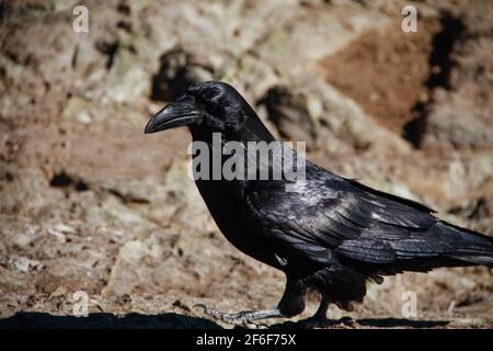 Ottobre 10 2018: Un corvo nordoccidentale, o corvus Caurinus, pone per la macchina fotografica al punto di osservazione della cima Dog Mountain a North Vancouver, British Columbia Foto Stock