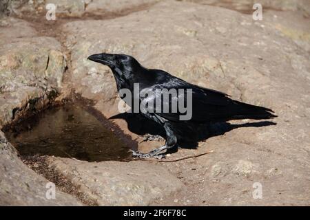 Ottobre 10 2018: Un corvo nordoccidentale, o corvus Caurinus, pone per la macchina fotografica al punto di osservazione della cima Dog Mountain a North Vancouver, British Columbia. Foto Stock