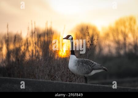 Bella Oca Canadese che si erge vicino al lago al tramonto durante l'oro ora sole sole luce che splende attraverso alberi riserva naturale serbatoio alba Foto Stock