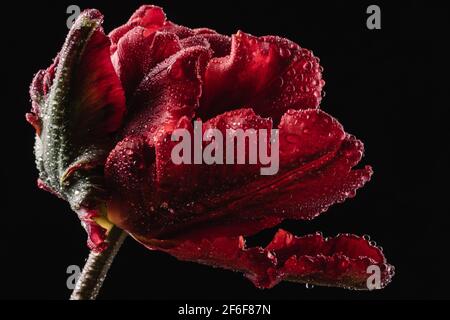 Maestoso tulipano rosso in gocce d'acqua retroilluminate su a. sfondo nero Foto Stock