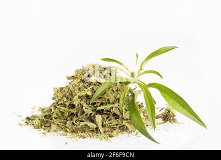 Pianta fresca di verbena al limone - Aloysia citrodora Foto Stock