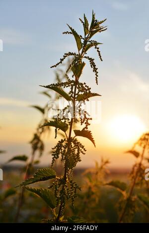 Pianta erbacea Nettles ( Urtica dioica ) al tramonto. Foto Stock