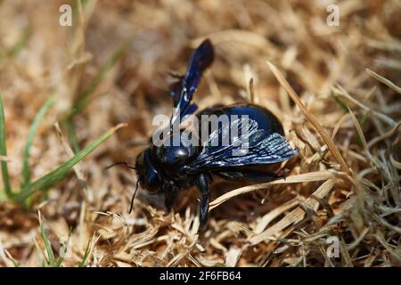 Giant Carpenter Bee Foto Stock