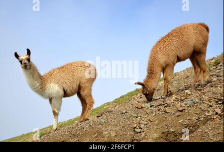 Lama bruna (lama glama), mammifero che vive nelle Ande sudamericane. Foto Stock