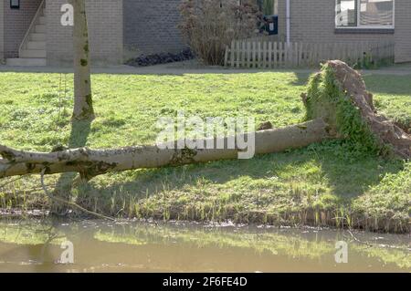 Parte di un albero caduto su una banchina in un Zona residenziale di Arnhem nei Paesi Bassi Foto Stock