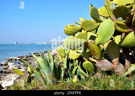 Pianta di Cactus al mare Foto Stock