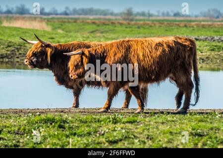 Highland il pascolo di bestiame su Wicken Fen nella Riserva Naturale del Cambridgeshire, East Anglia, Inghilterra, Regno Unito. Foto Stock