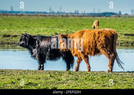 Highland il pascolo di bestiame su Wicken Fen nella Riserva Naturale del Cambridgeshire, East Anglia, Inghilterra, Regno Unito. Foto Stock