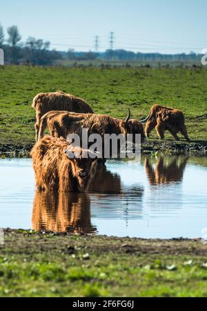 Highland il pascolo di bestiame su Wicken Fen nella Riserva Naturale del Cambridgeshire, East Anglia, Inghilterra, Regno Unito. Foto Stock