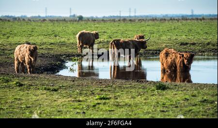 Highland il pascolo di bestiame su Wicken Fen nella Riserva Naturale del Cambridgeshire, East Anglia, Inghilterra, Regno Unito. Foto Stock