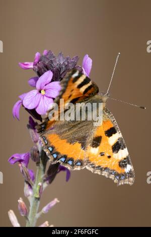 Piccola Tortoiseshell Butterfly che si nutrono con il fiore all'occhiello Bowles Mauve Foto Stock