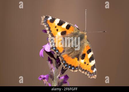 Piccola Tortoiseshell Butterfly che si nutrono con il fiore all'occhiello Bowles Mauve Foto Stock