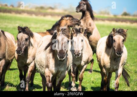 Konik pony sul Wicken Fen riserva naturale, Cambridgeshire; Inghilterra; Regno Unito Foto Stock