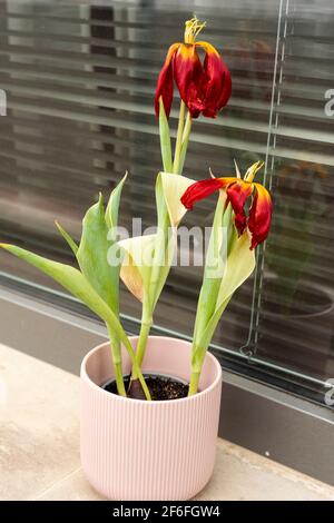 Tulipani rossi aranciati o appassiti o fiori di Tulipa dentro vase sul davanzale Foto Stock