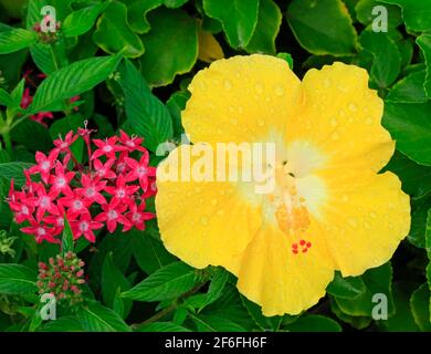 Ibisco giallo in pioggia, Hawaii Foto Stock