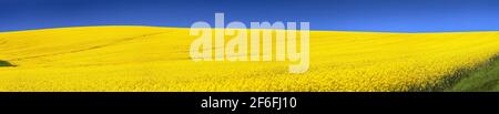 Vista panoramica del campo d'oro di colza fiorita con blu sky - brassica napus - impianto per energia verde e. industria petrolifera Foto Stock