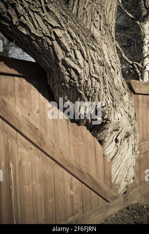 Recinzione residenziale ritagliata per ospitare un albero orientale di cottonwood che è cresciuto troppo grande per contenere all'interno della proprietà. Deltoide del populus Foto Stock