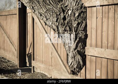 Recinzione residenziale ritagliata per ospitare un albero orientale di cottonwood che è cresciuto troppo grande per contenere all'interno della proprietà. Deltoide del populus Foto Stock