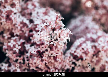 Primavera viola lilla fiori sfondo. Ciao primavera. Foto Stock