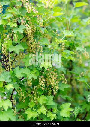 Verde primavera astratto sfondo della natura. Fiori di ribes nero in primavera. Piante da giardino, primavera. Foto Stock