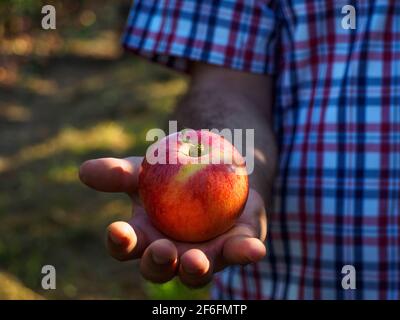 Frutta e verdura biologica. I coltivatori mano con le mele rosse raccolte di fresco. Foto Stock