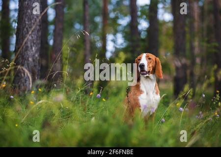 Ritratto di un bel toro terrier mix cane seduta tra erba e fiori in estate soleggiato giorno, fuoco selettivo Foto Stock