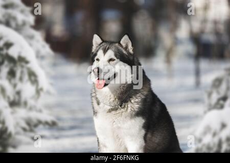 Cane malamuto dell'Alaska nella foresta invernale. Messa a fuoco selettiva, spazio vuoto Foto Stock