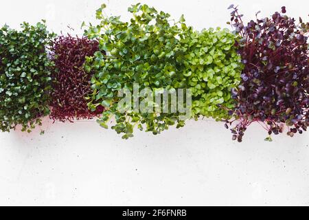 Germogliare semi in scatola per il giardino e insalata. Micogreens. Supercalotte verdi. Germinazione di seme a casa. Foto Stock