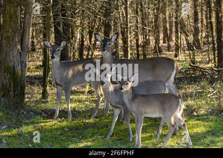 Quattro cervi in piedi al margine della foresta, Tennessee Foto Stock