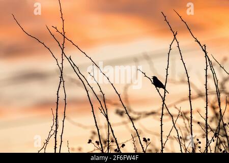 Il cielo arancione del tramonto e la silhouette nera di un dunnock, un piccolo uccello, che perzola e canta su un cane rosa ramoscello. Fili sullo sfondo. Foto Stock