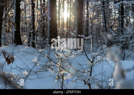 Inverno foresta dopo la nevicata pesante in montagna con il sole dietro i tronchi d'albero Foto Stock