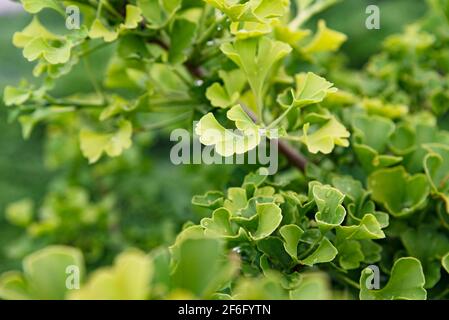 Fresco verde brillante ginkgo biloba foglie modello. Sfondo naturale fogliame. Rami di albero di Ginkgo in giardino Foto Stock