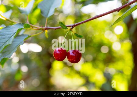 Ciliegie dolci appese su un ramo di ciliegio. Raggi solari sulla frutta che cresce in frutteto di ciliegie biologiche all'alba Foto Stock