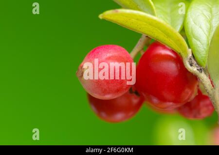 Bacche, Vaccinium vitis-idaea sulla pianta, copyspace nella foto Foto Stock